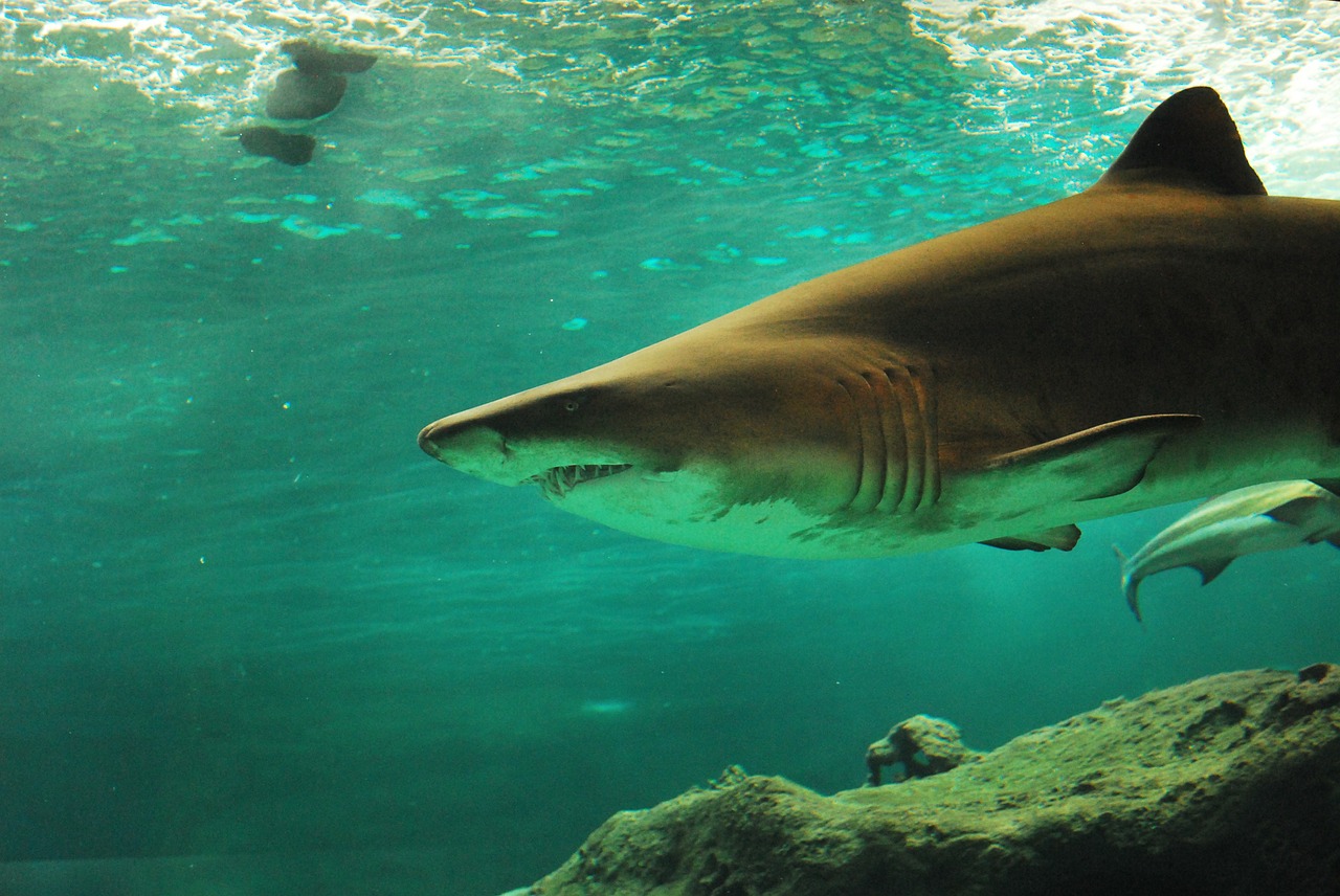 shark