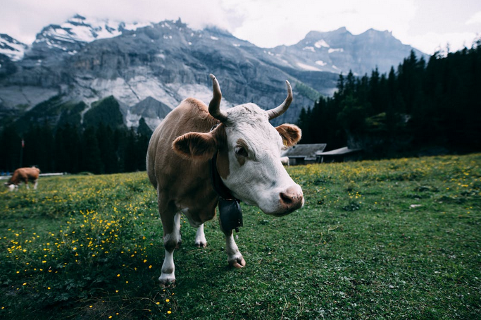 cow