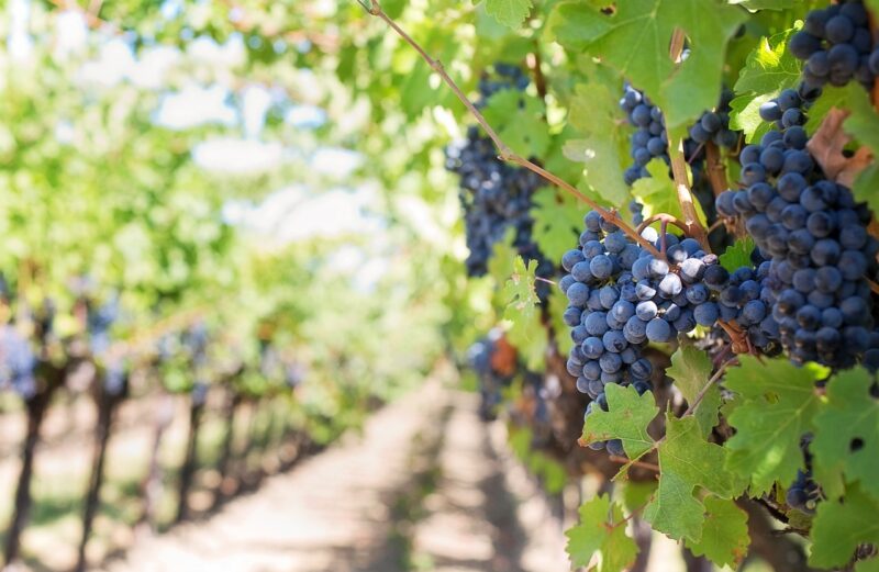 A Journey to Amazing Wines: World-Class Vineyards in Australia That Should Be in Your Travel Bucket List